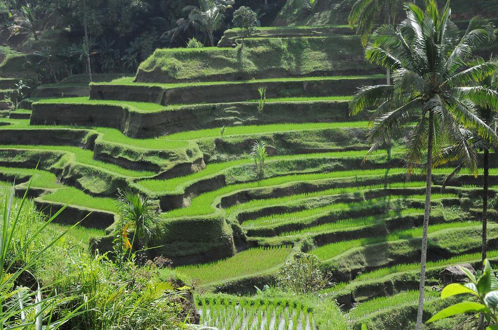 Flora Apartment Bali Σεμινιάκ Εξωτερικό φωτογραφία
